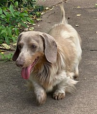 Isabella piebald mini dachshund