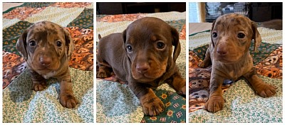 Dachshund puppies