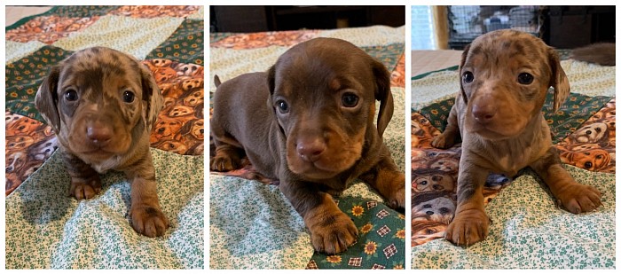 Dachshund puppies