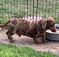 Chocolate dapple dachshund