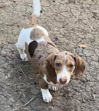 Chocolate Dapple Piebald Dachshund