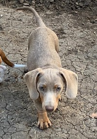 Isabella miniature dachshund