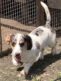 Dapple piebald dachshund