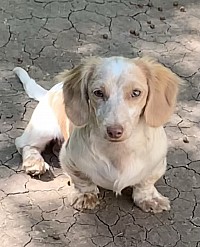 Cream piebald mini dachshund