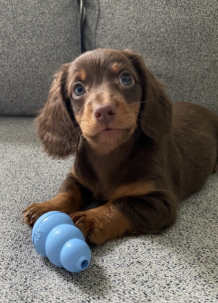 Chocolate and tan dachshund