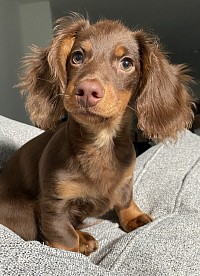 Isabella dachshund puppies