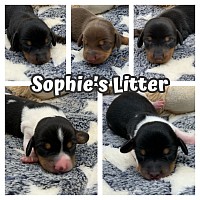 Dachshund puppies for sale near me