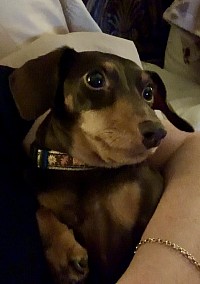 Miniature dachshund