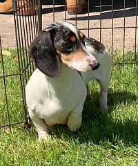 dapple piebald dachshund