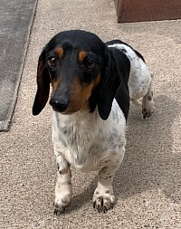 Piebald dachshund