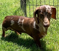 Dapple miniature dachshund