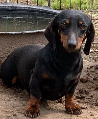 Black and tan miniature dachshund