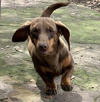 Chocolate and tan dachshund puppy
