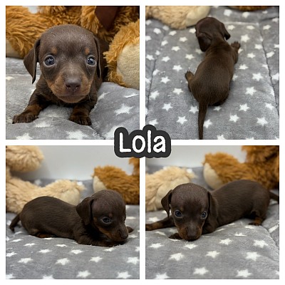 Dapple dachshund puppies puppy for sale Texas