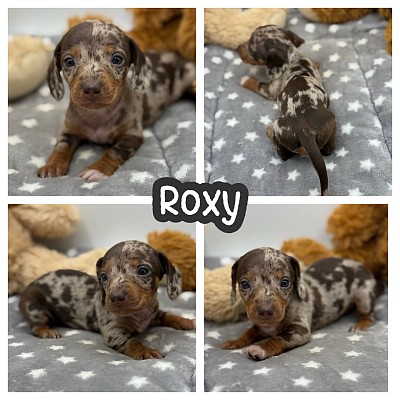 Dachshund puppies Fort Worth Dallas Houston Austin San Antonio Texas