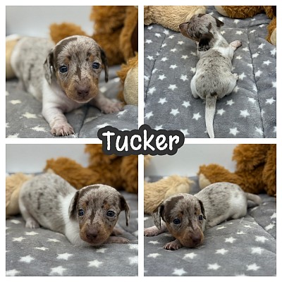 Chocolate and tan dachshund puppy puppies