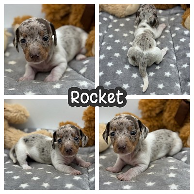 Miniature dachshunds puppy puppies for sale