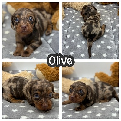 Mini dachshunds for sale near me