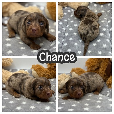 Dachshund puppies Fort Worth Dallas Austin houston