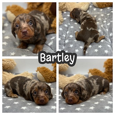 Miniature dachshunds for sale Texas