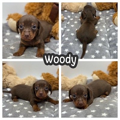 Mini dachshund puppy sale texas