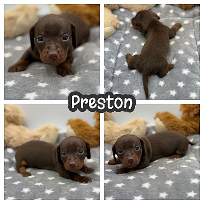 Dachshund puppies for sale Texas