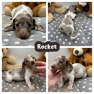 Miniature dachshunds puppy puppies for sale