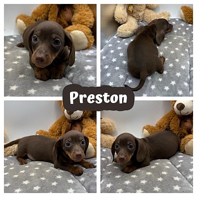 Dachshund puppies for sale Texas