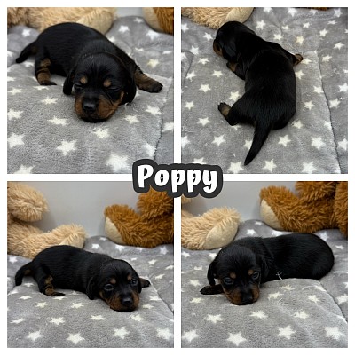 Mini dachshund puppy sale texas
