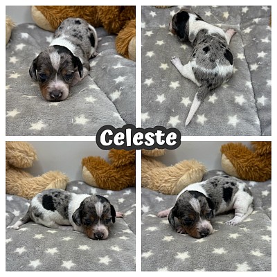 Dachshund puppies for sale near me