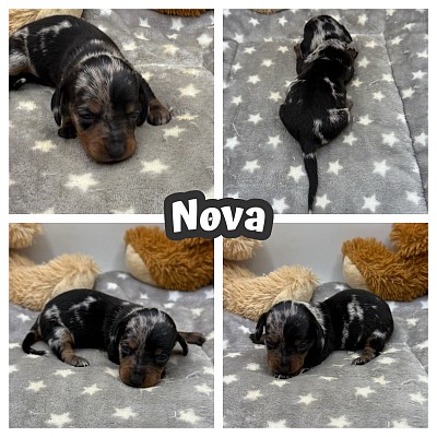 Miniature dachshund weenie dog