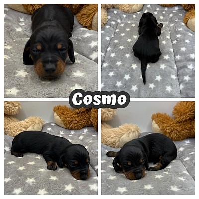 Black and tan dachshund puppy