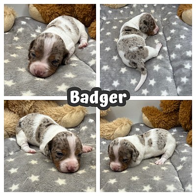 Dapple piebald dachshund puppy puppies