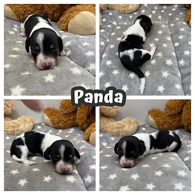 Piebald dachshund puppy texas