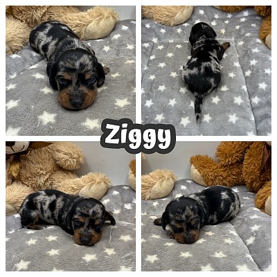 Dapple merle dachshunds puppies for sale