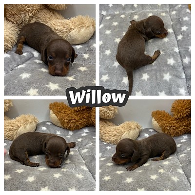 Chocolate dachshunds puppy for sale Texas