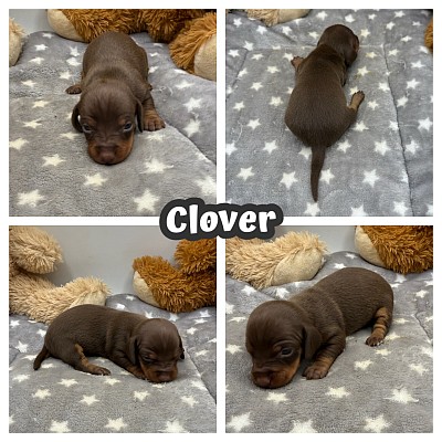 Chocolate and tan dachshund puppy pupies