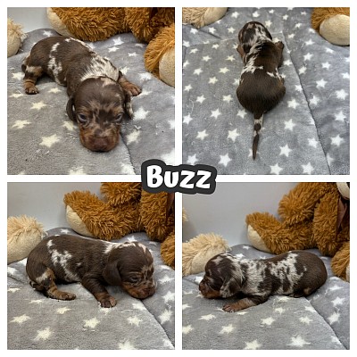 Dapple dachshund puppies Fort Worth Dallas Austin Houston