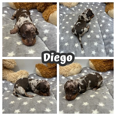 Dapple dachshunds for sale texas
