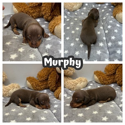 Miniature dachshund puppies for sale texas