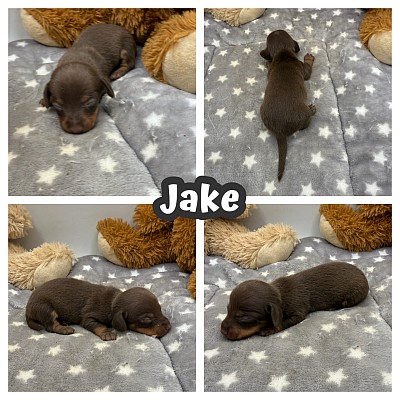 Mini Doxies wiener dogs puppy puppies