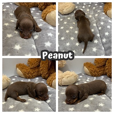 Dachshund breeder texas