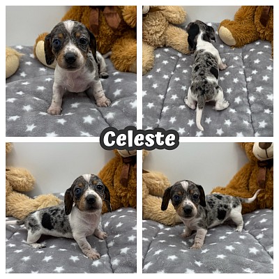 Dapple dachshund puppies for sale