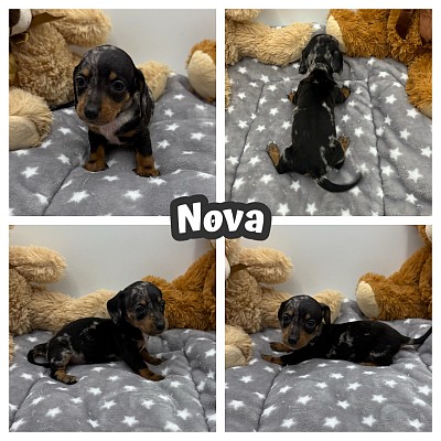 Miniature dachshund puppies for sale near me