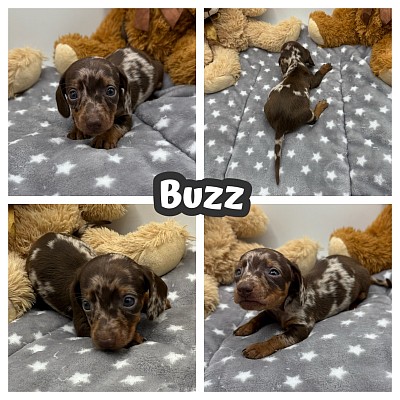 Dapple dachshund puppies Fort Worth Dallas Austin Houston