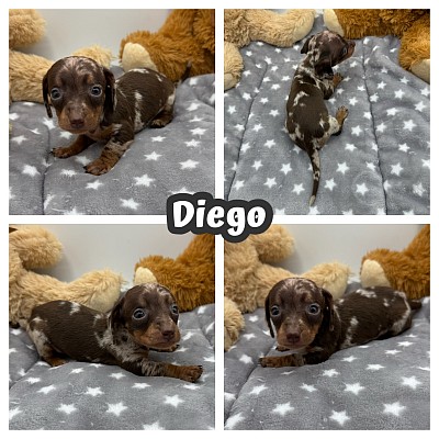 Dapple dachshunds for sale texas