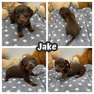 Mini Doxies wiener dogs puppy puppies