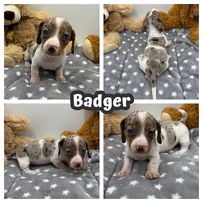 Dapple Dachshund puppies for sale near me