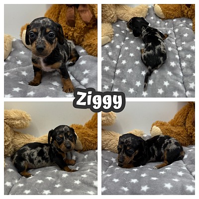Dapple dachshund puppy for sale Texas
