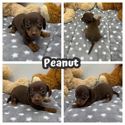 Dapple dachshund puppies